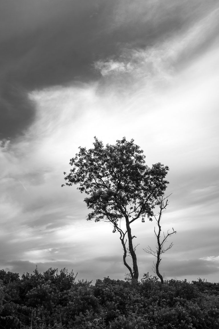 Michael Fanelli, Moraine